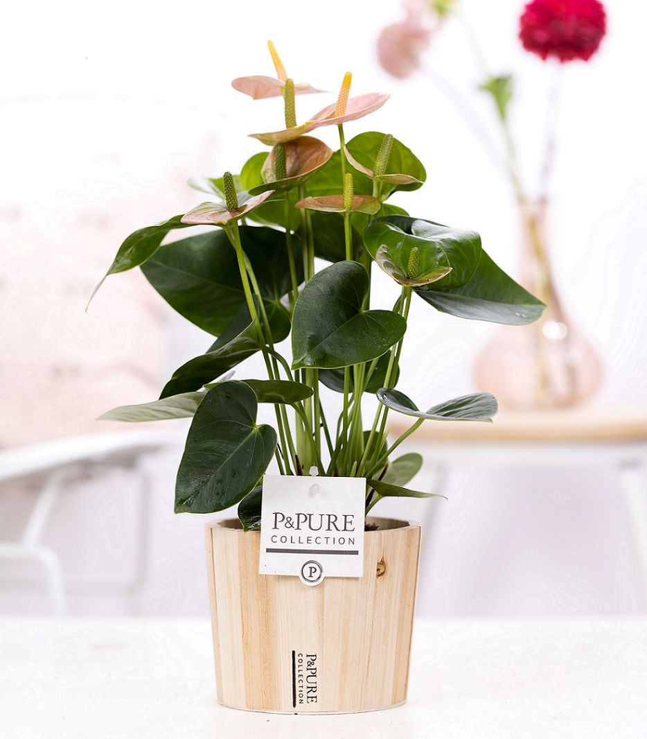 Anthurium pink (Spirit) in P&PURE Wood pot 5, D 12