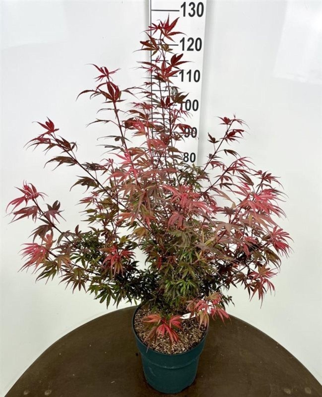 Acer pal. 'Shaina', D 32