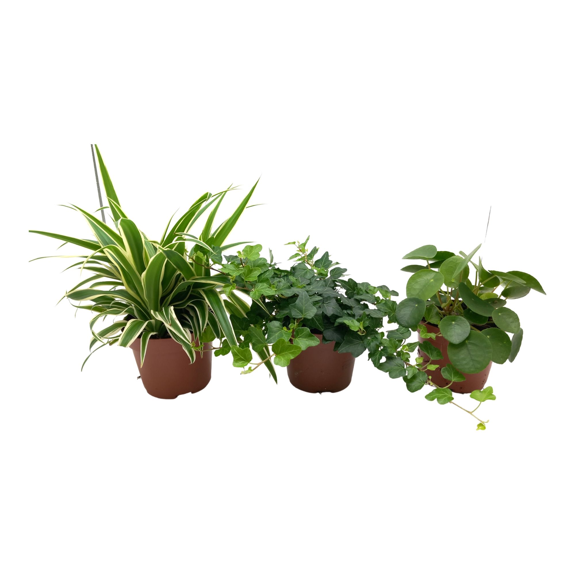 Green mix Chlorophytum, Hedera, Pilea., D 13