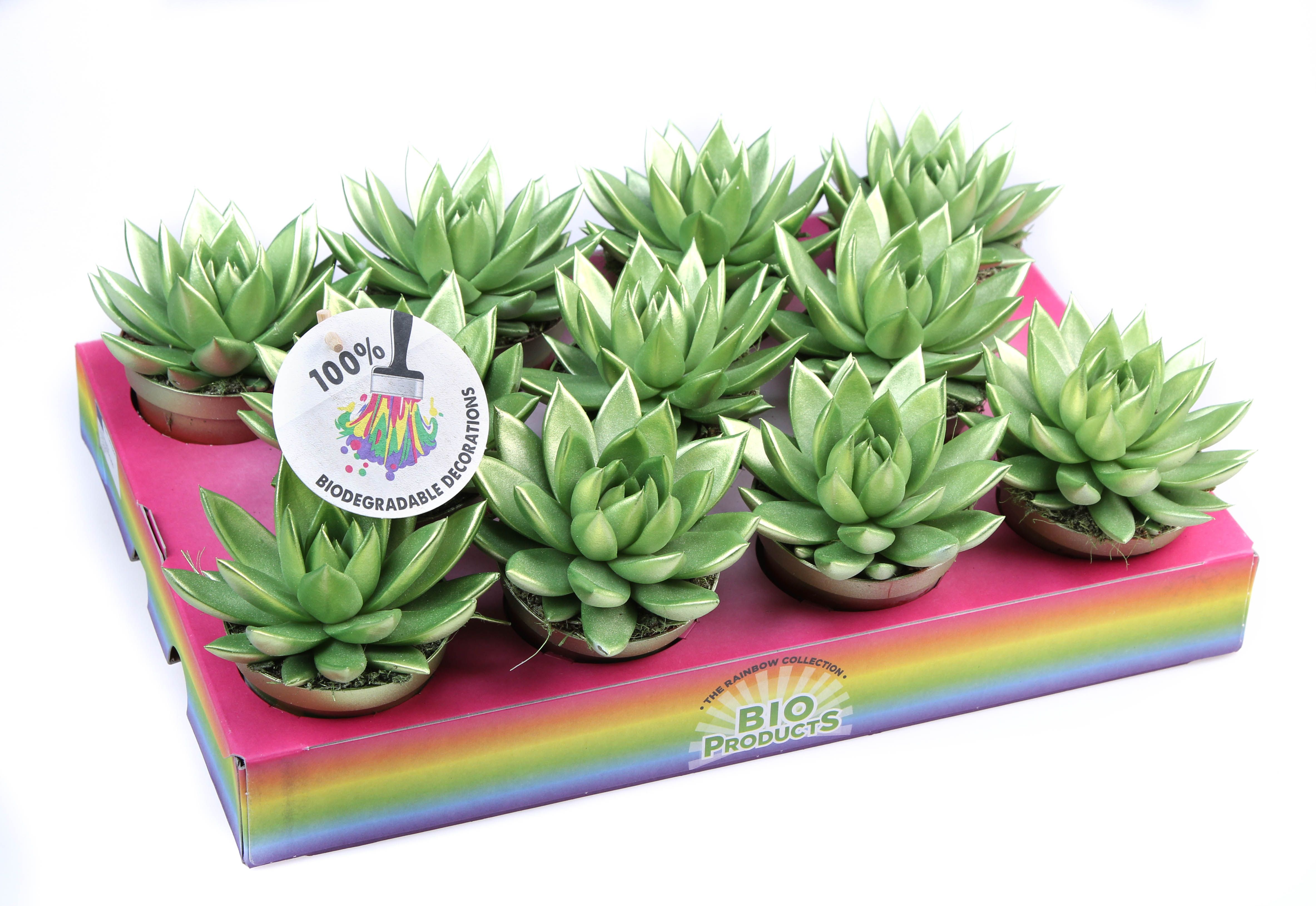 Rainbow Metallic green, D 8,5