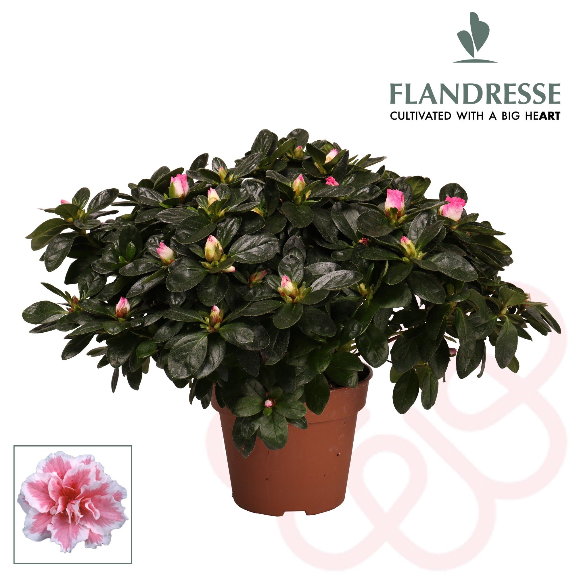 Azalea Flandresse® 'bont' 37 - 40 cm, D 16