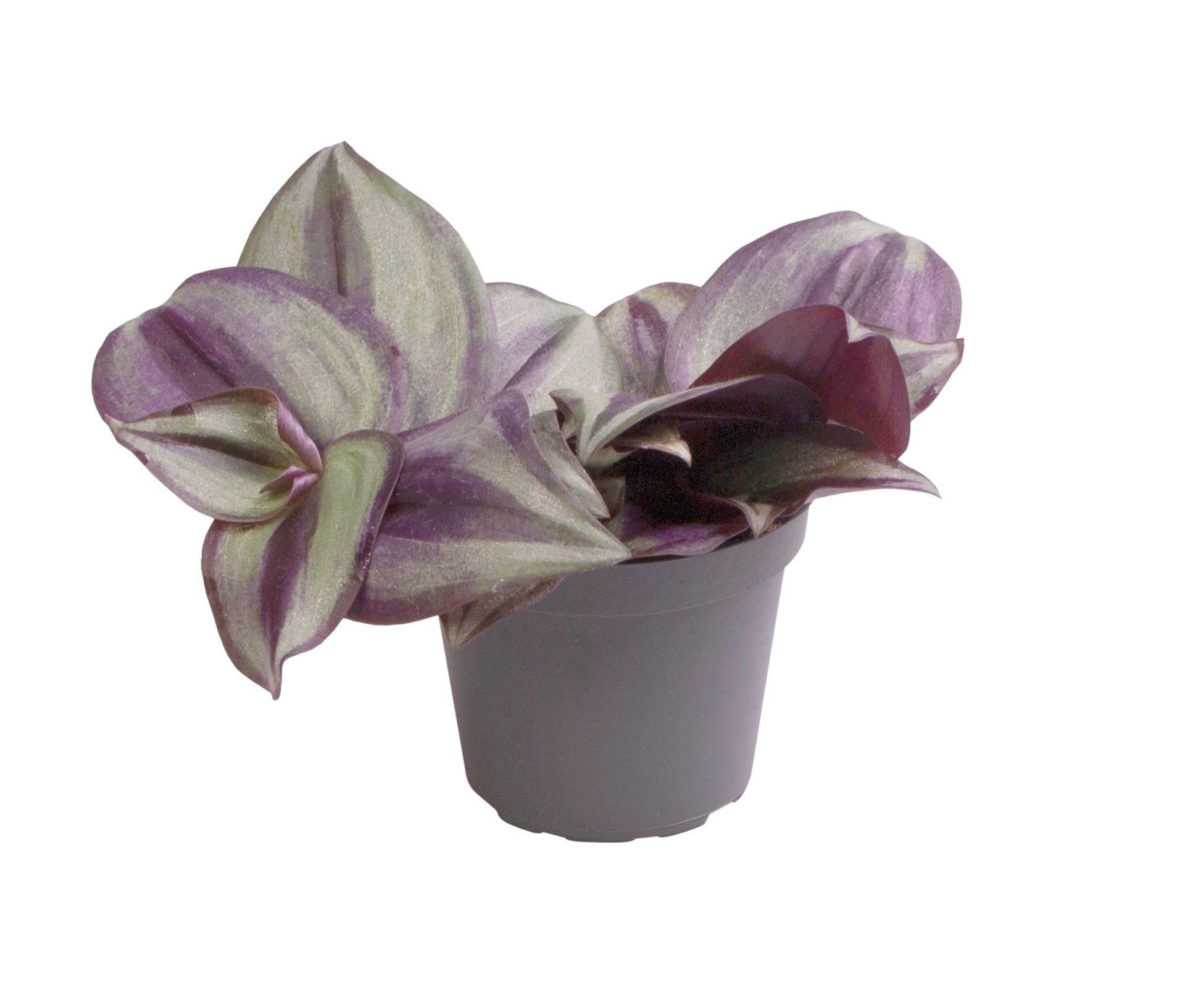 Tradescantia Zebra, D 6