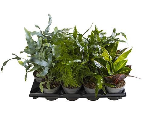 GREEN MIX 745523, D 12