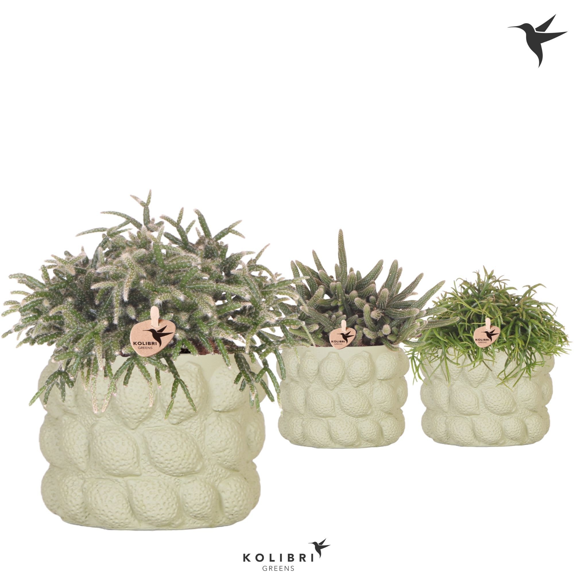 Kolibri Greens Rhipsalis mix in Citrus pot green, D 12