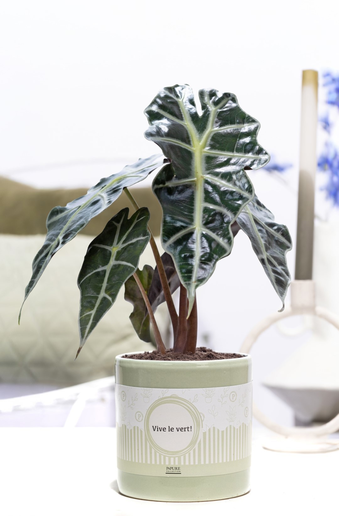 Alocasia Polly in P&P cadeau concept: VIVE LE VERT!, D 12