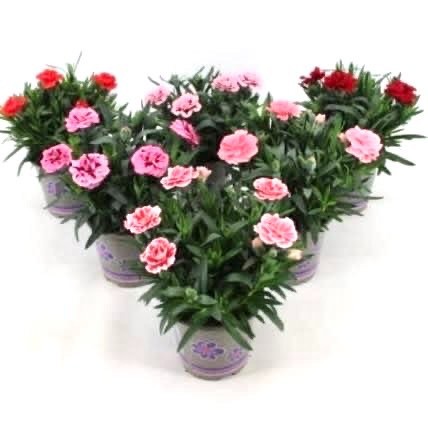 Dianthus 'Oscar' mixkar 10.5cm, D 11