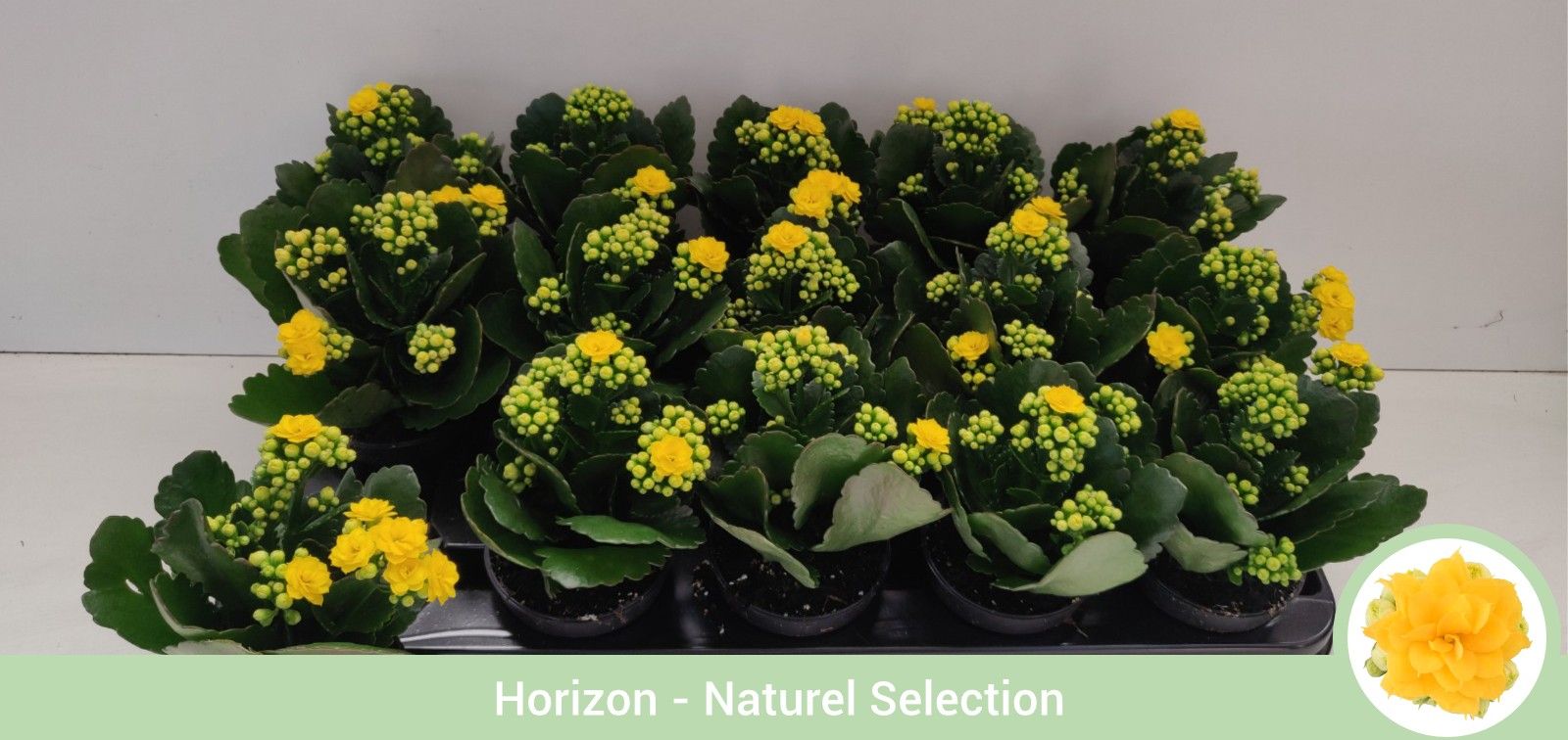 Kalanchoë dubbelbloemig GEEL - geen hoes, D 9