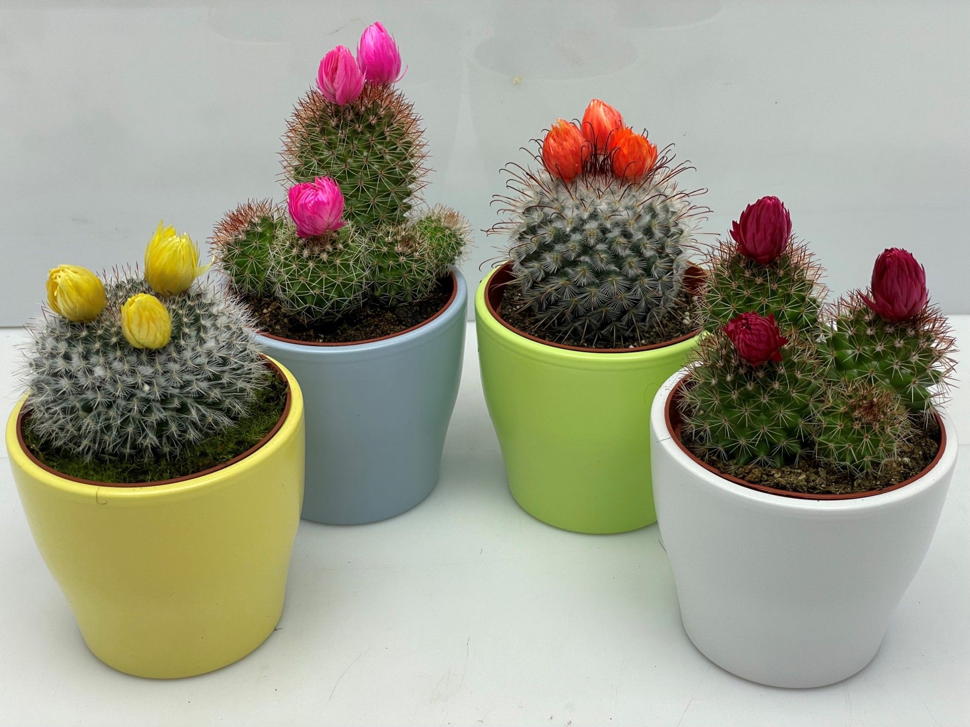 310 Happy colours sier cactus 8,5 cm, D 9,5