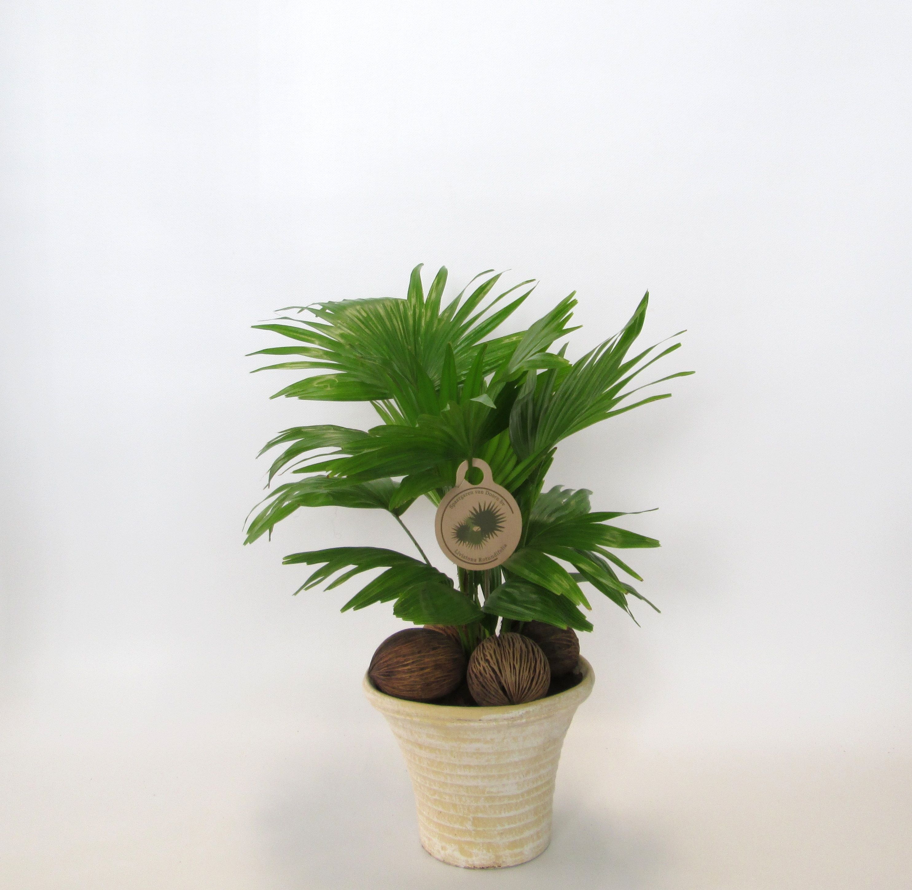 Livistona rotundifolia, D 19