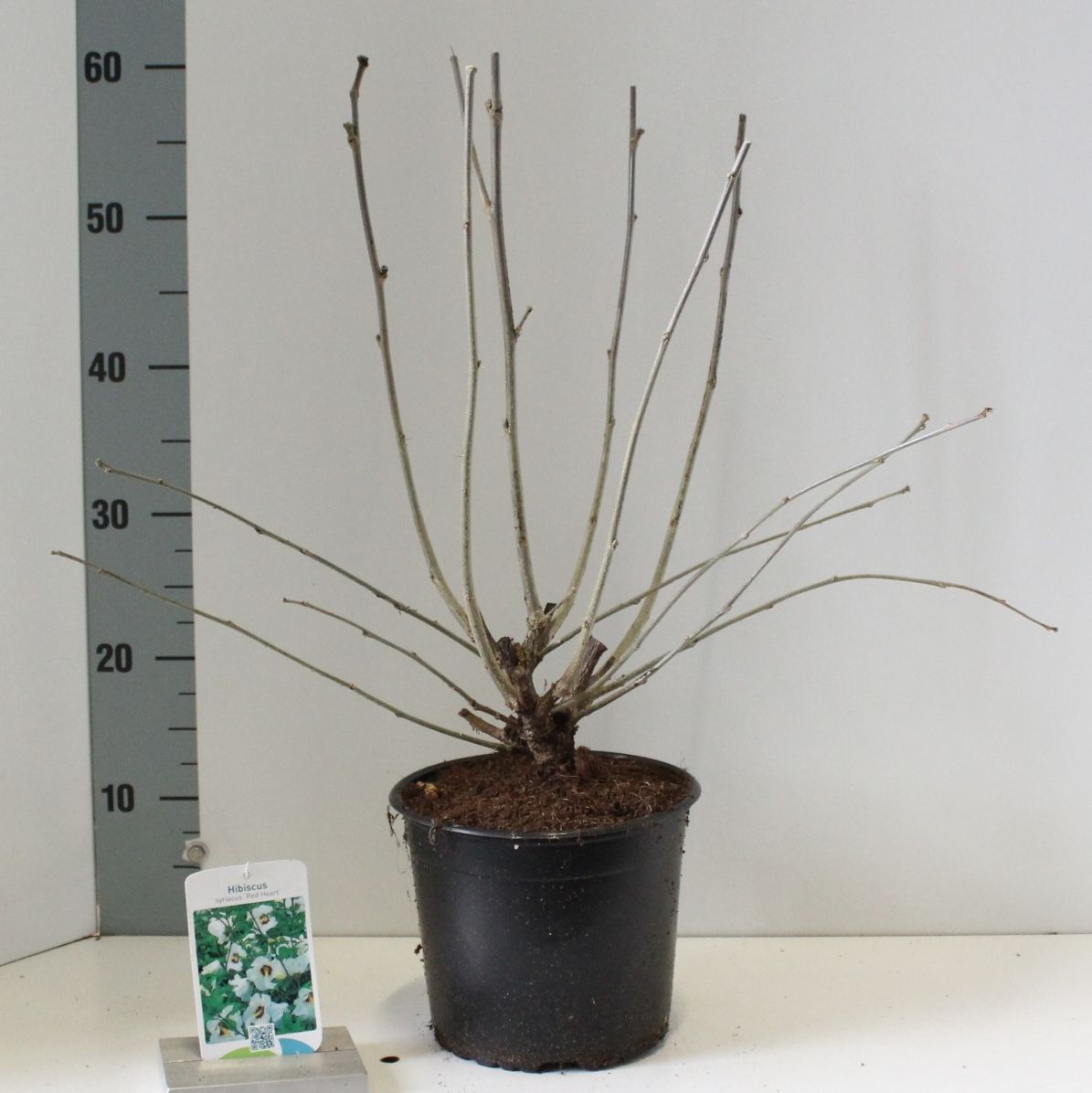 Hibiscus syr. 'Red Heart', D 19