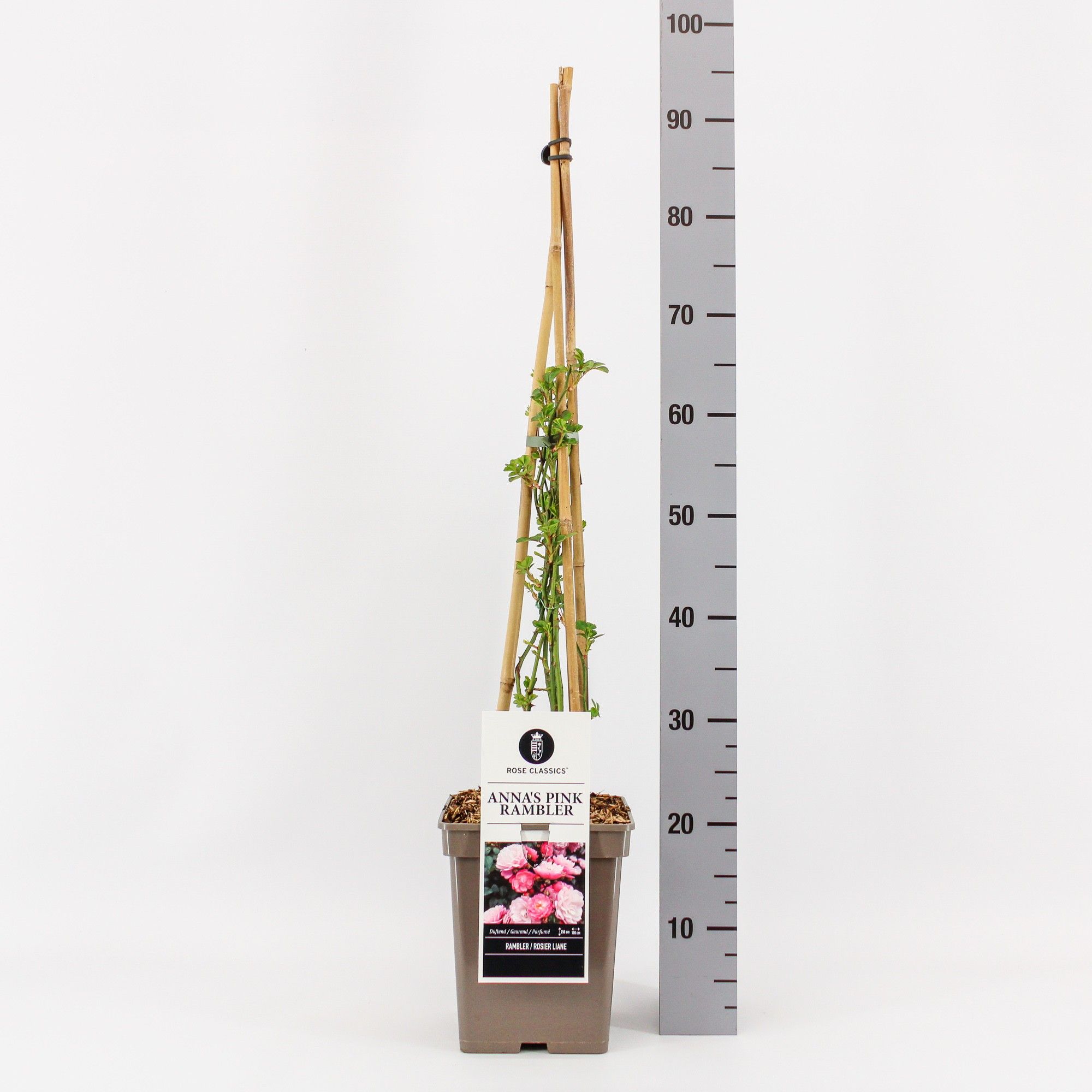 Rosa Rambler Anna's Pink Rambler ®, C5, 4 stok 90cm, D 23