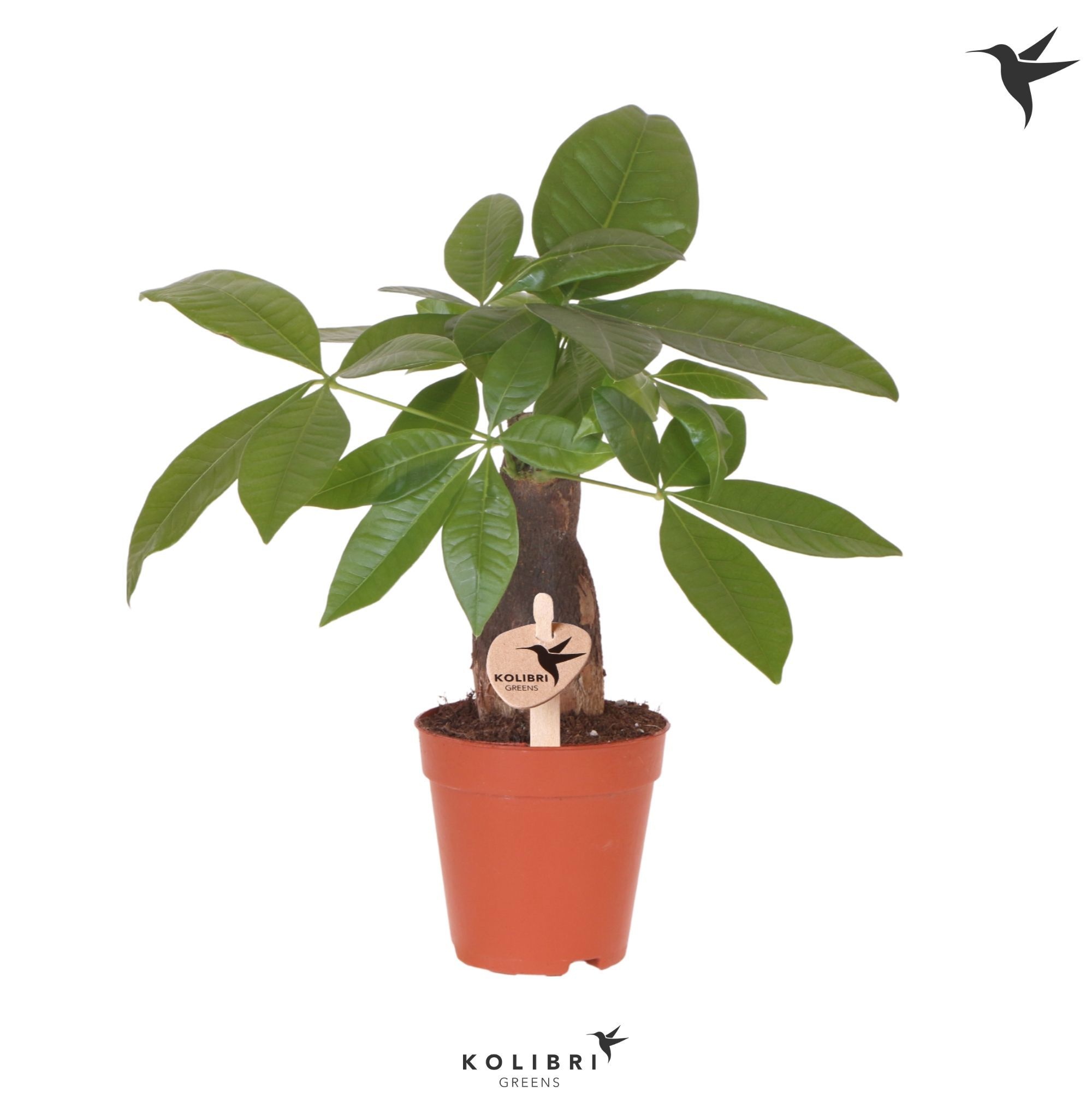 Kolibri Greens Pachira, D 9