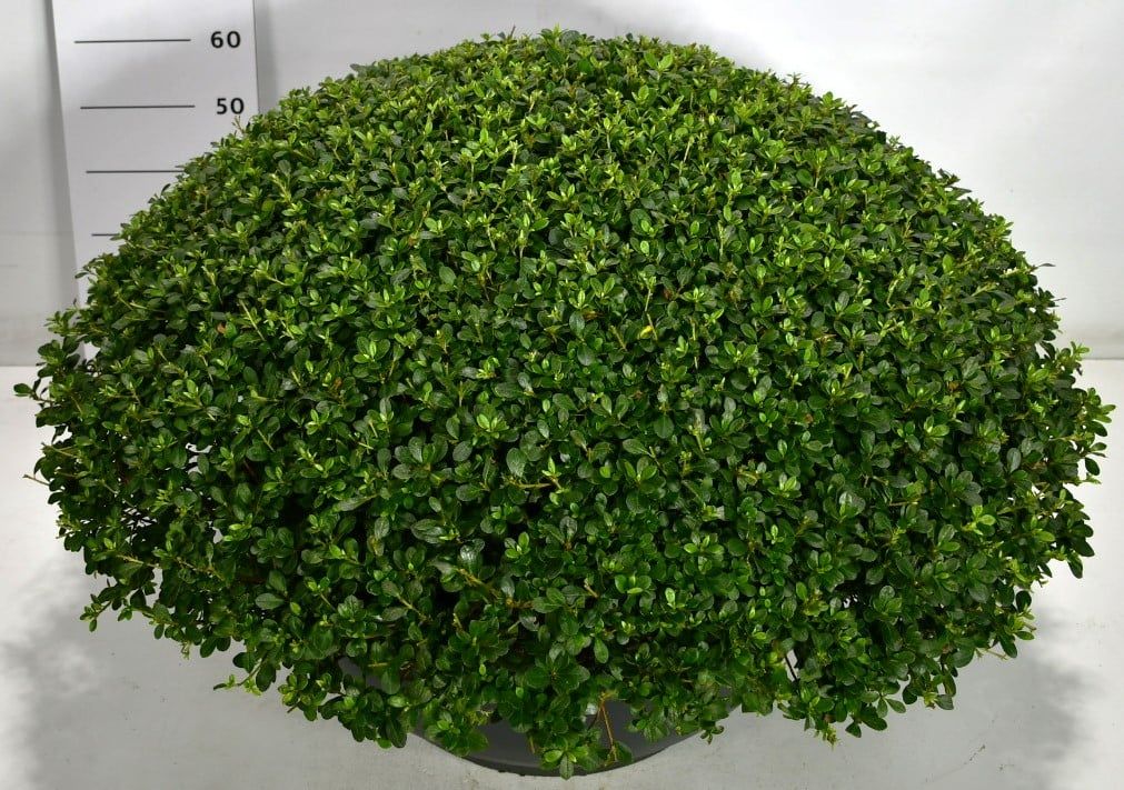 Rhododendron (AJ) 'Purple Splendor', D 58