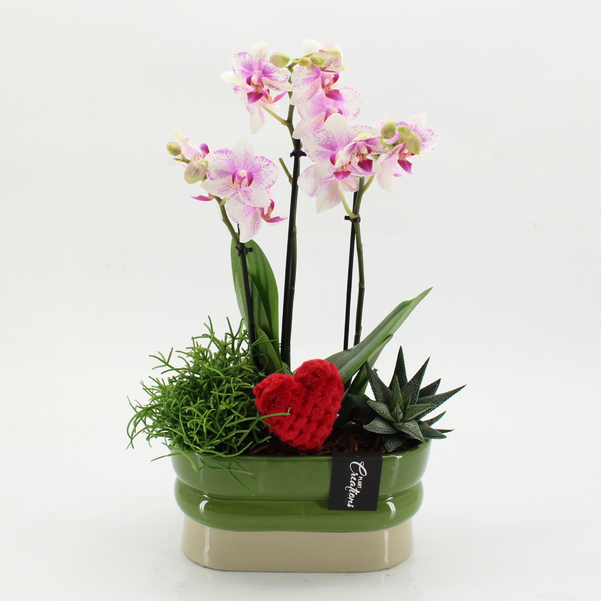 PHALRM-2614RZ Romantic Phalaenopsis, D 23