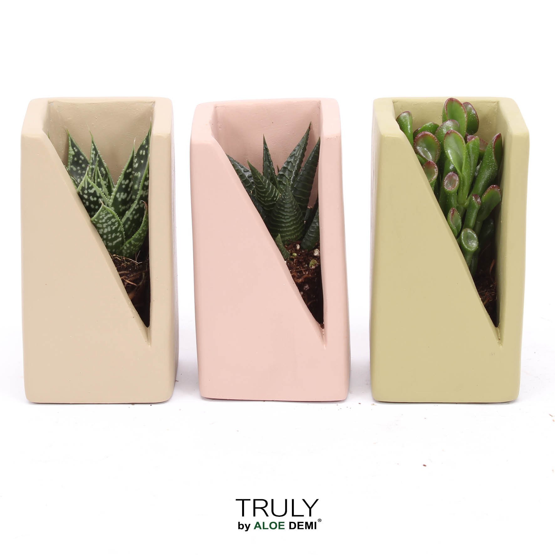 TRULY Succulent, Meles concrete - Green Beige Pink, D 7
