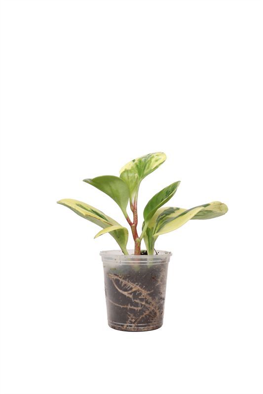 Peperomia p06 Marble, D 6