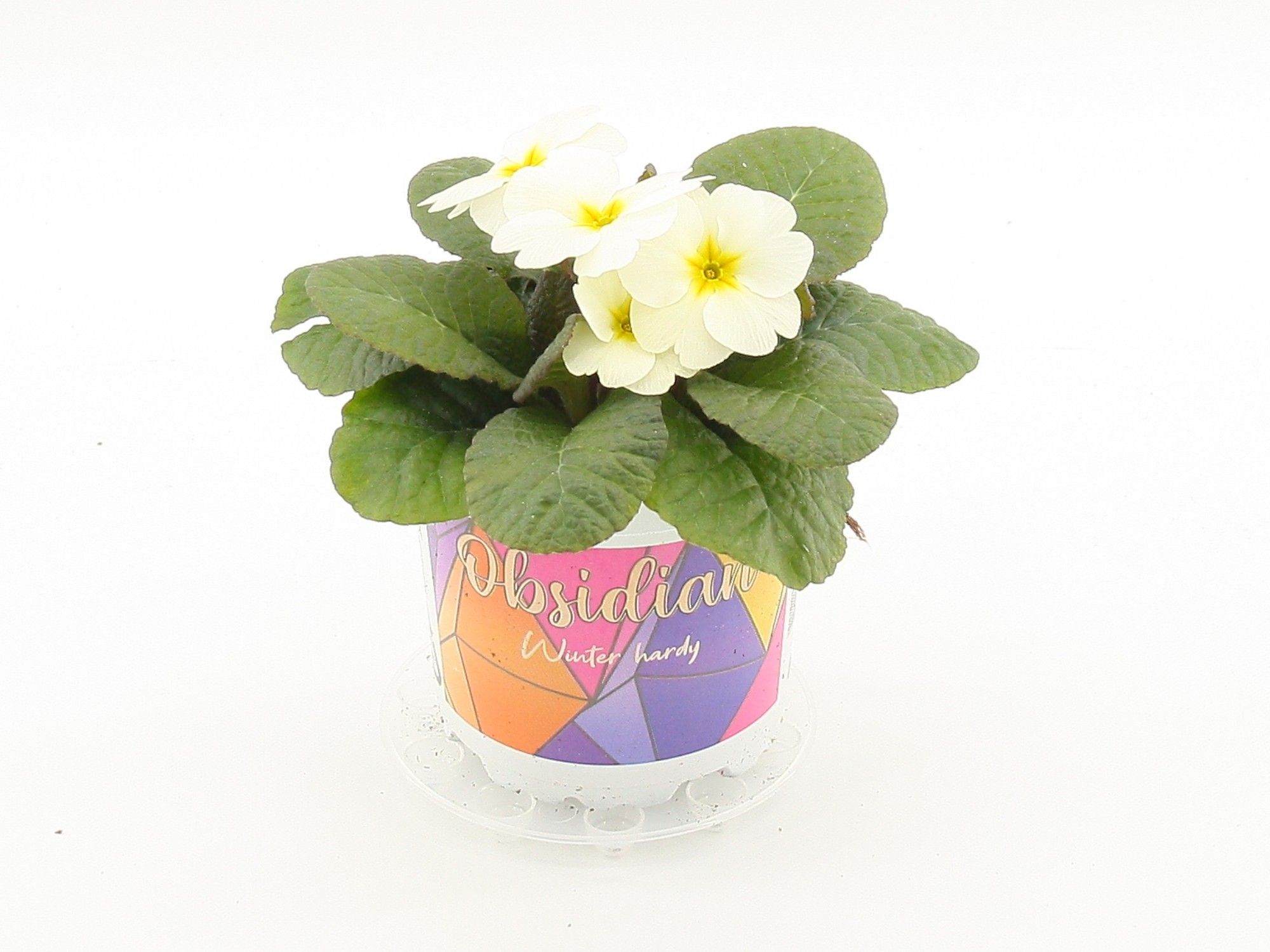 Obsidian winterhard primula Yellow Light, D 10,5