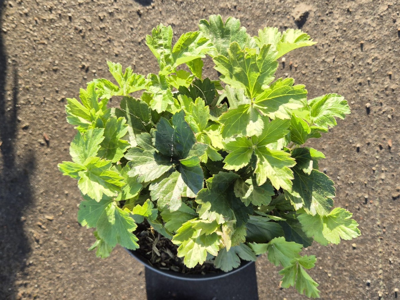 Waldsteinia ternata, D 15