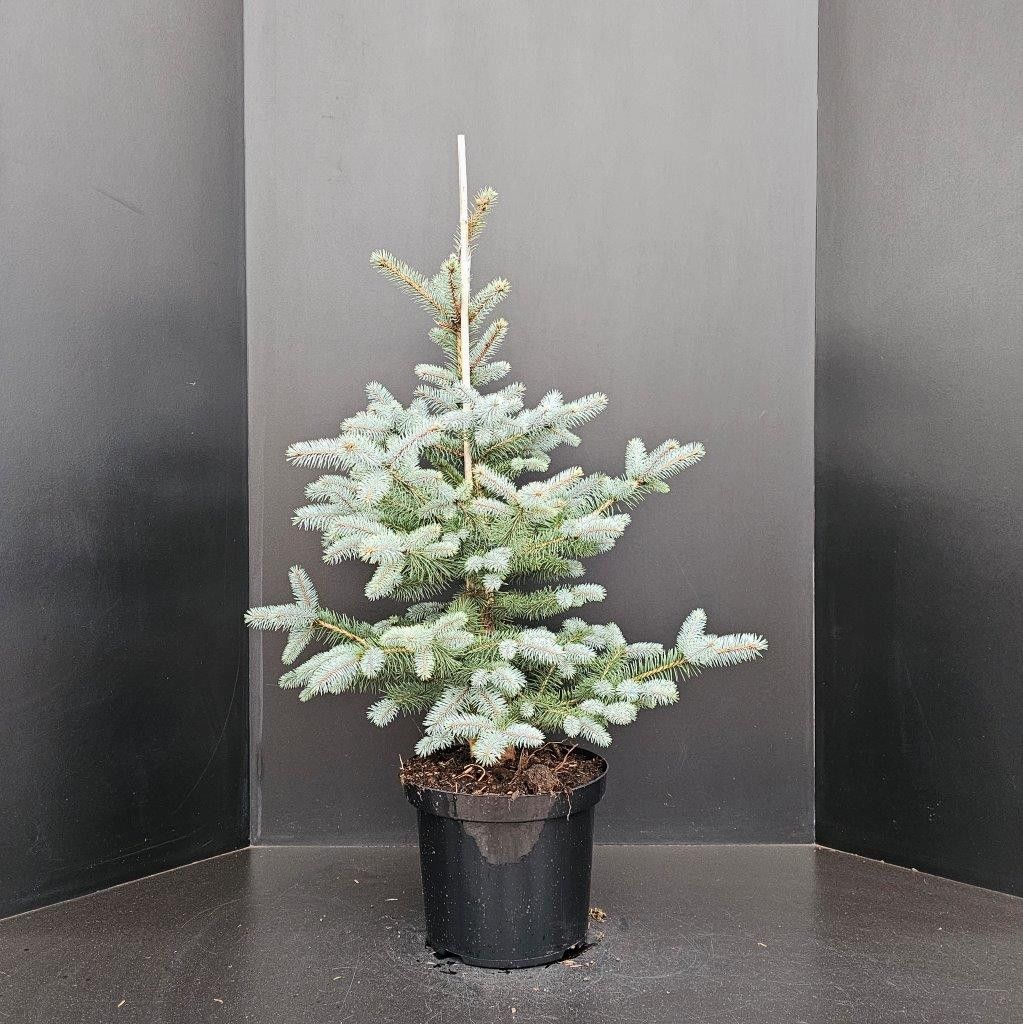 Picea pungens Edith, D 29