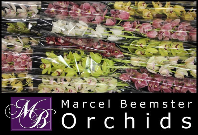 Цимбидиум мини Микс x15 50, шт.