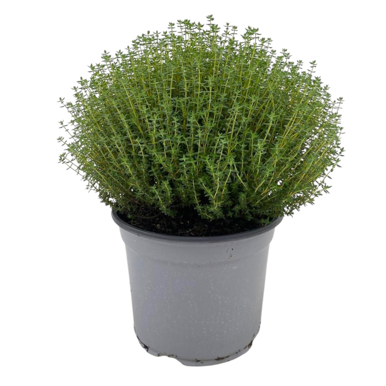 THYMUS FAUSTINI 18, D 18