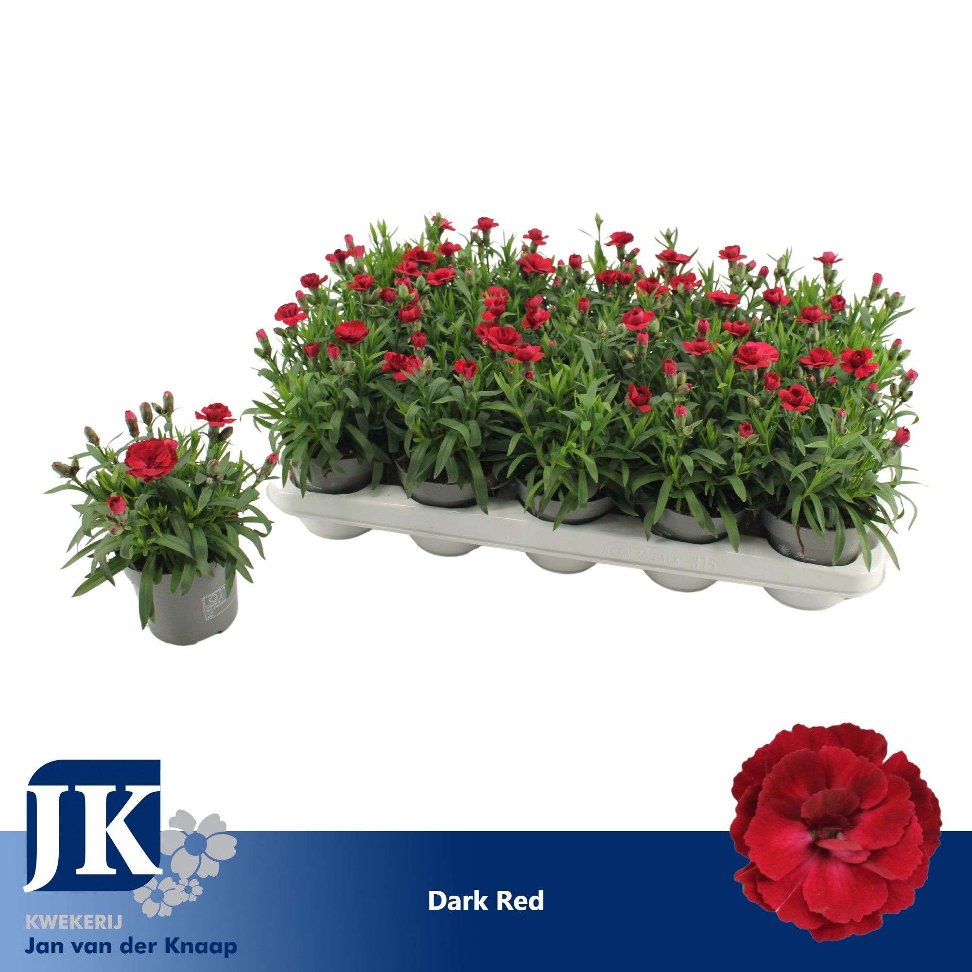 Dianthus Dark Red, D 10,5