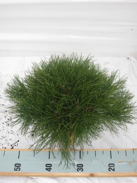 Pinus mugo pumilio, D 17