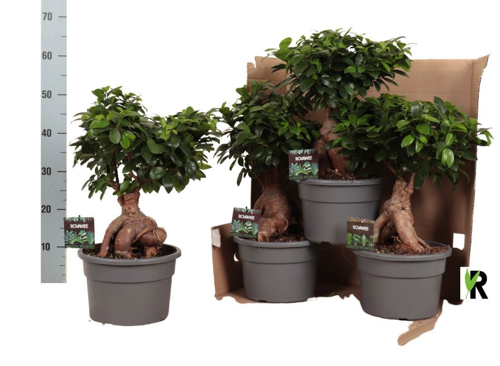 Ficus micr. Ginseng in fust 348, D 23