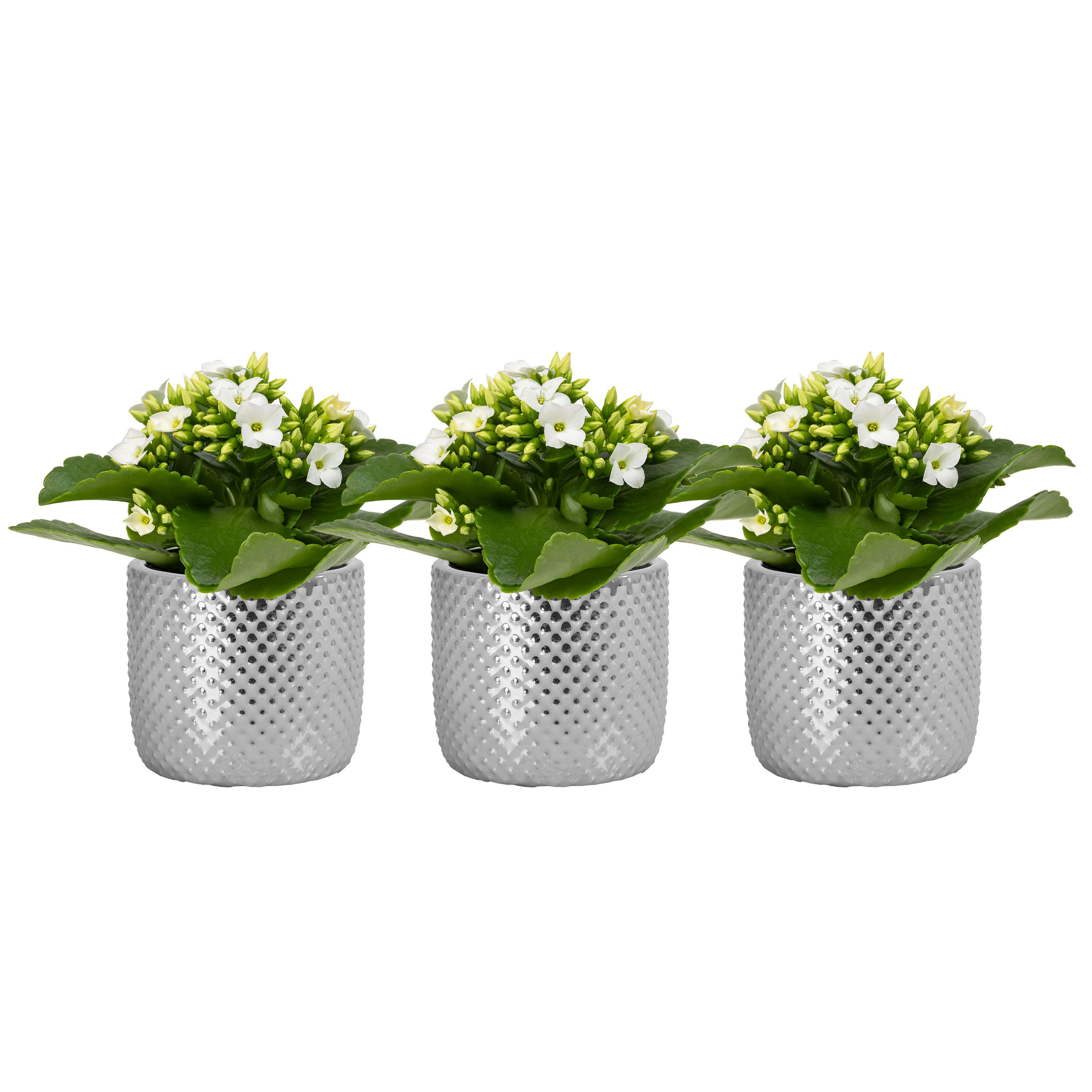 Darwin elec. Silver with Kalanchoe, D 6