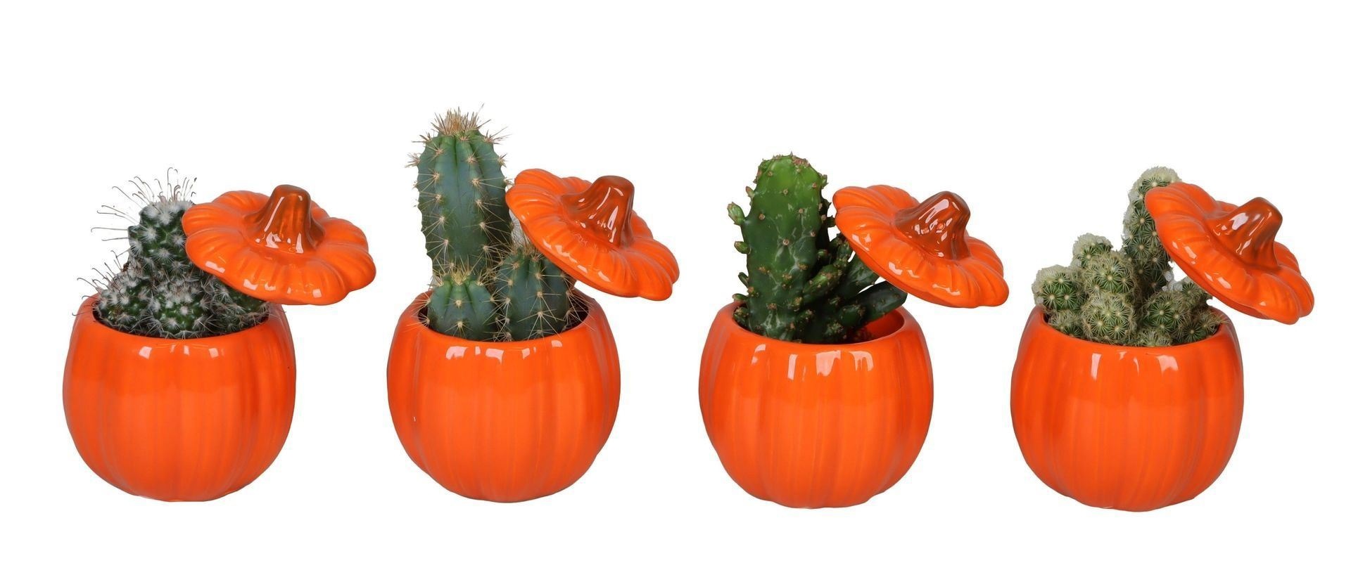 L 66505 With Cactus Mix 6 cm, D 6