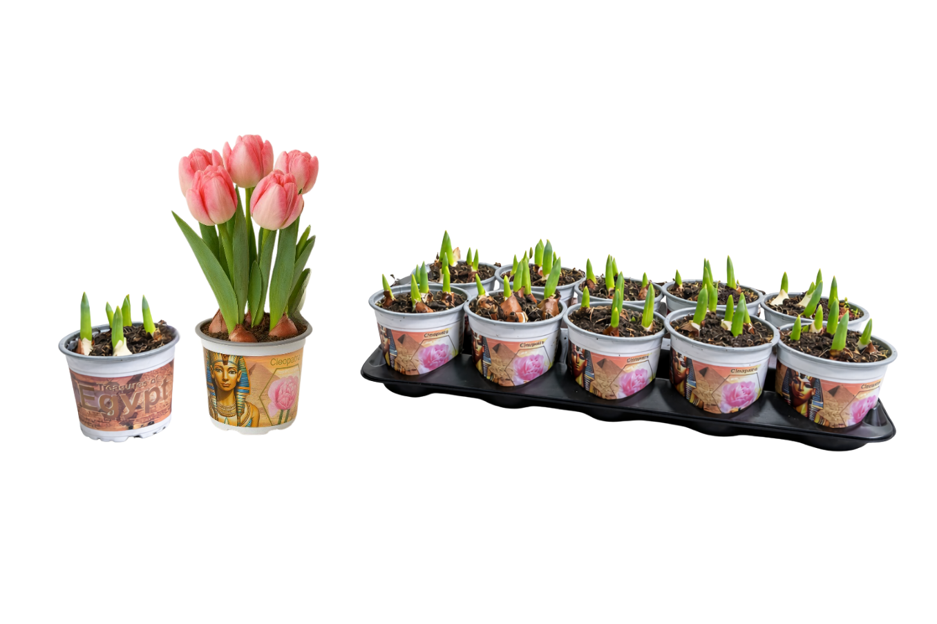 Tulp Cleopatra 12 cm, D 12