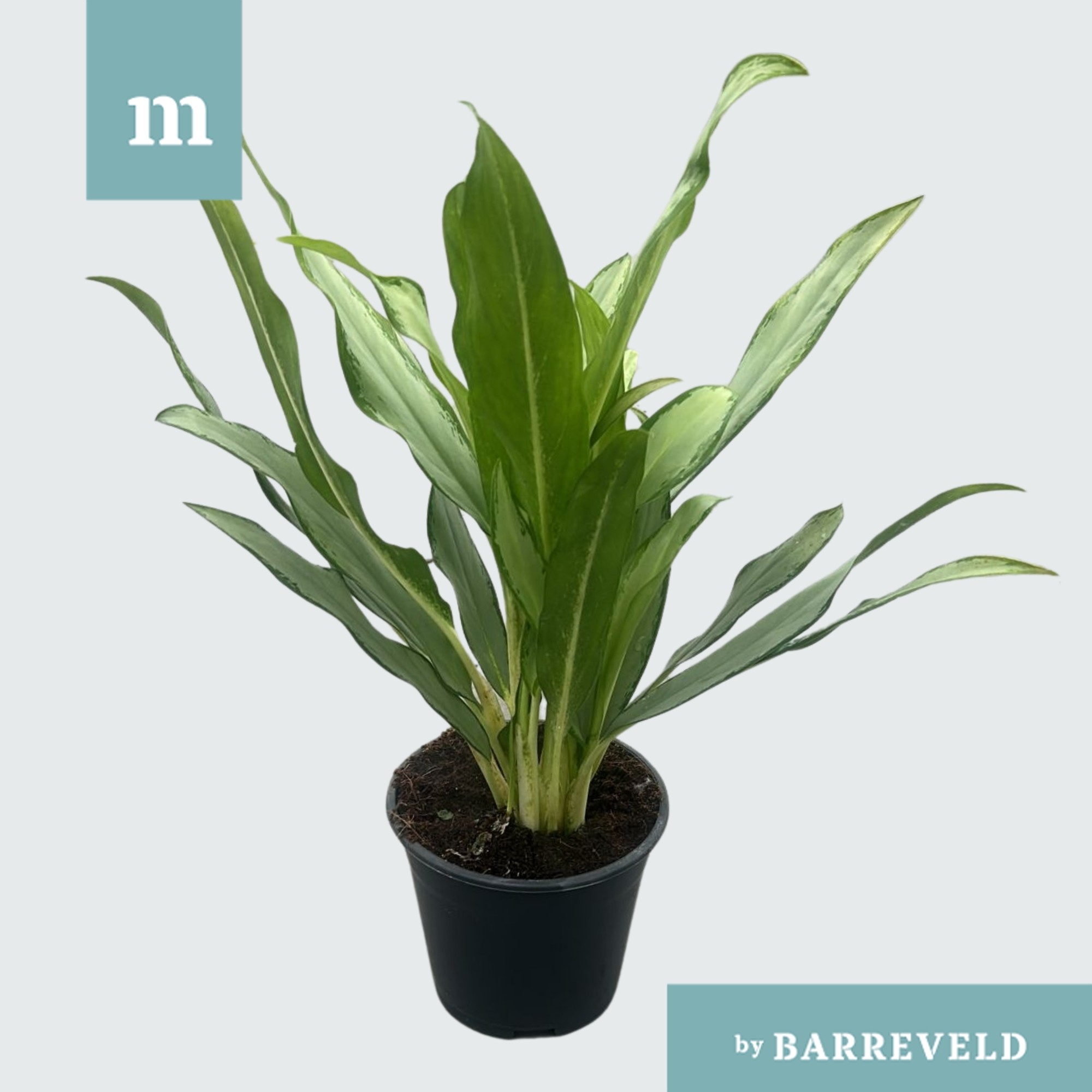 Green Agla 'White lance', D 14