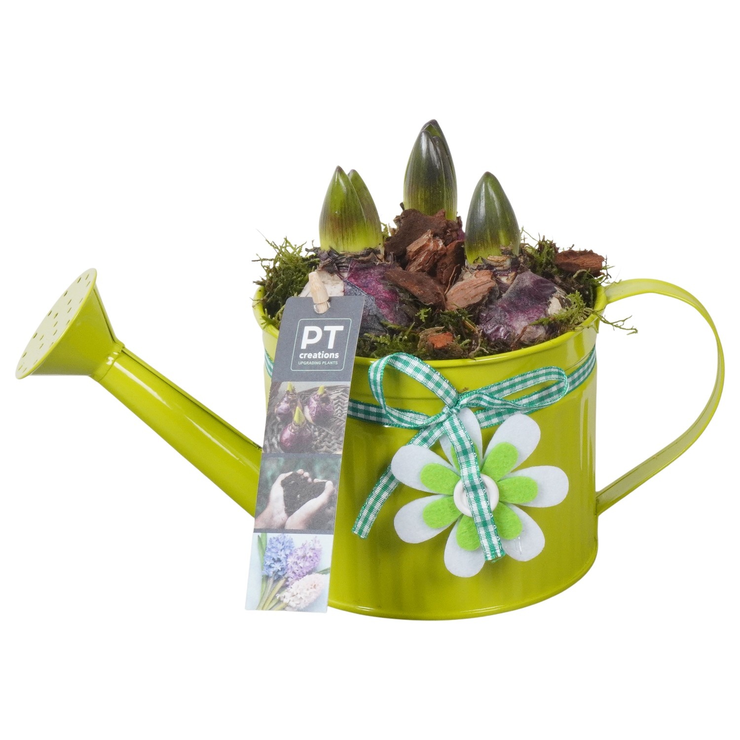 PTHC9122 Arrangement Hyacints in zink gieter, D 12