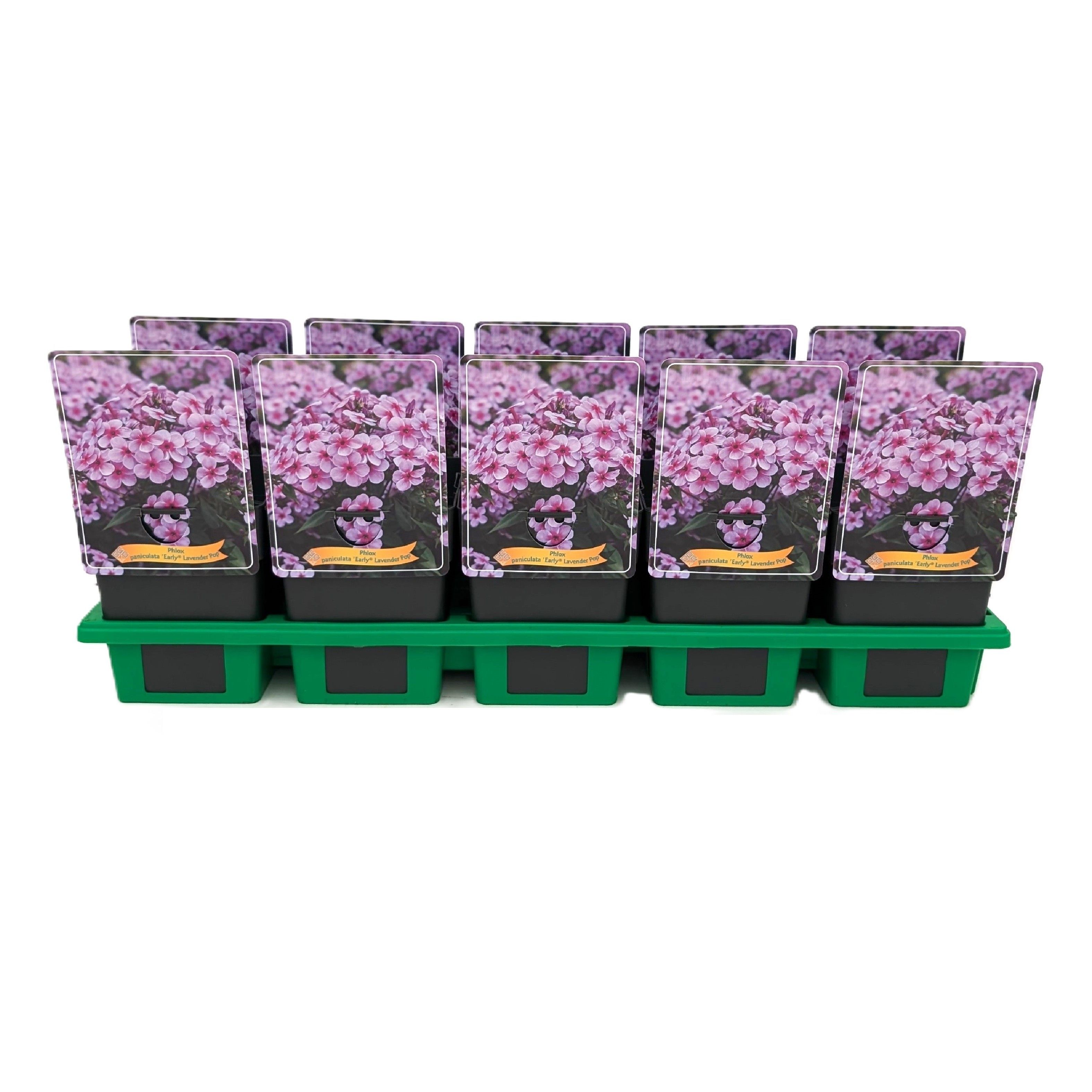 Phlox paniculata Early® 'Lavender Pop' P11, D 11