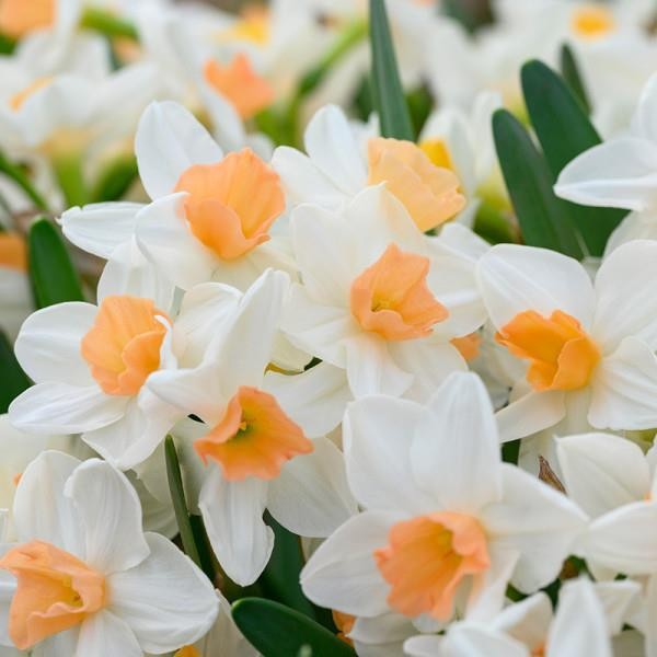 NARCISSUS INCOMPARABILIS 'KAPITI PEACH', D 11