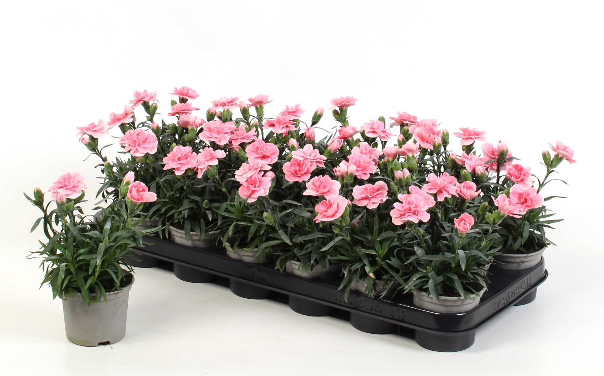 Dianthus Oscar Pink, D 9