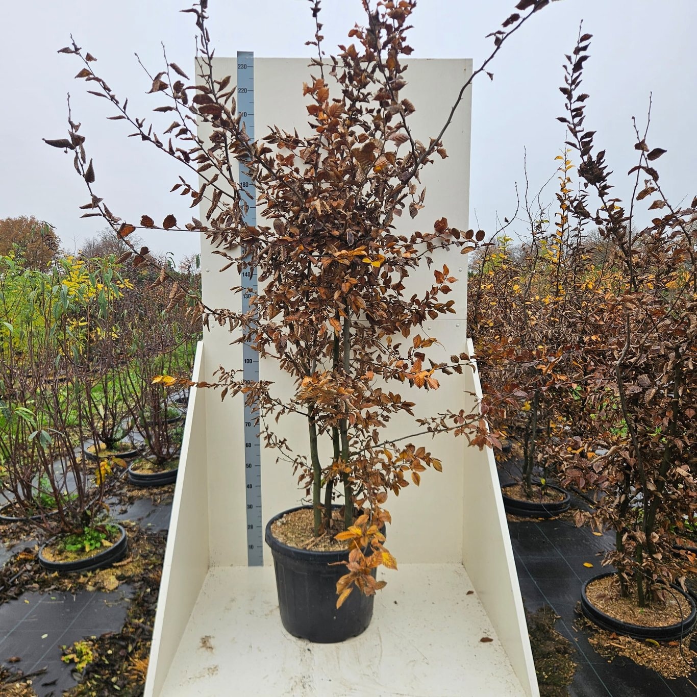 Carpinus betulus, D 55