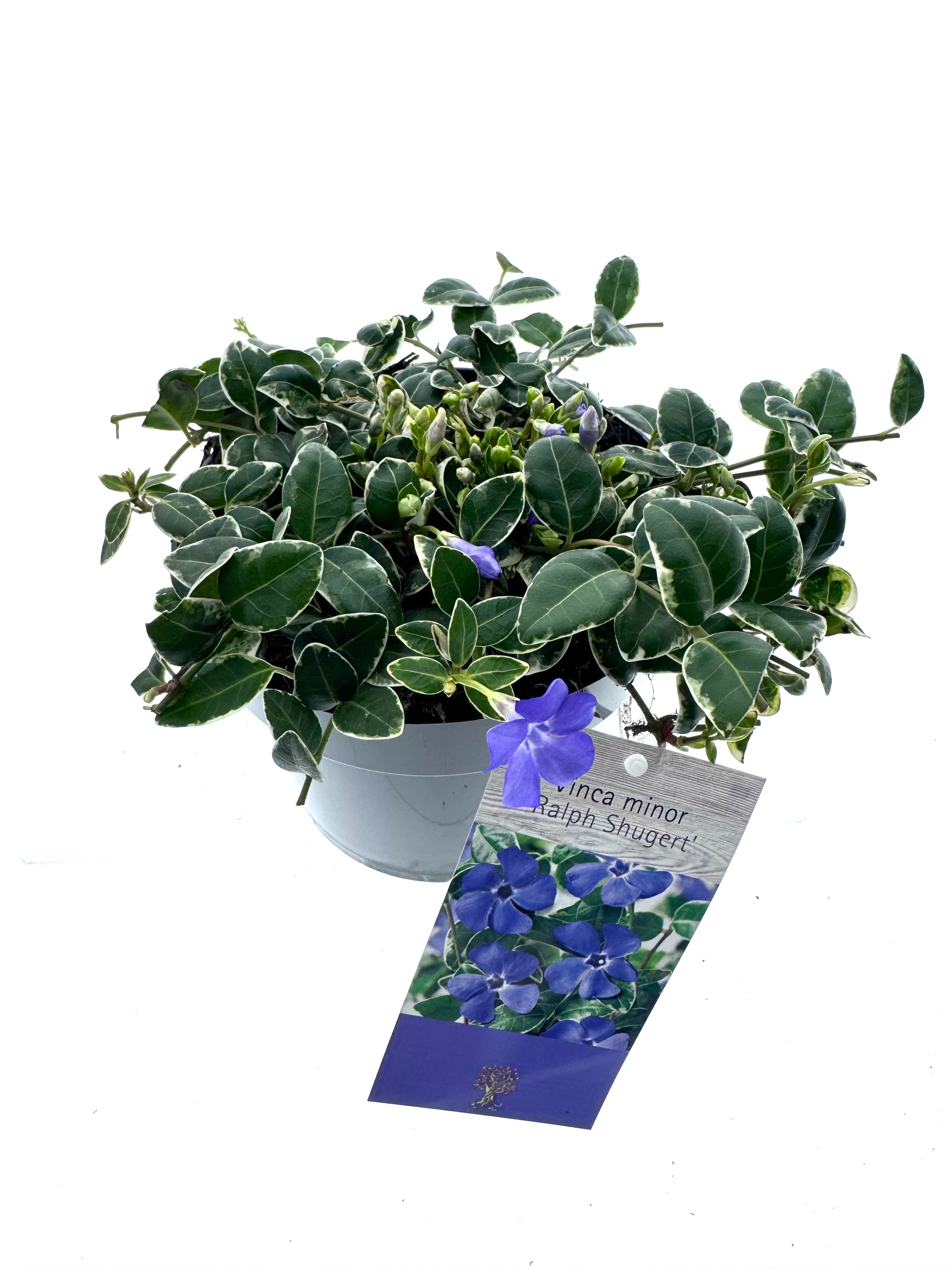 Vinca minor Ralph Shugert, D 15