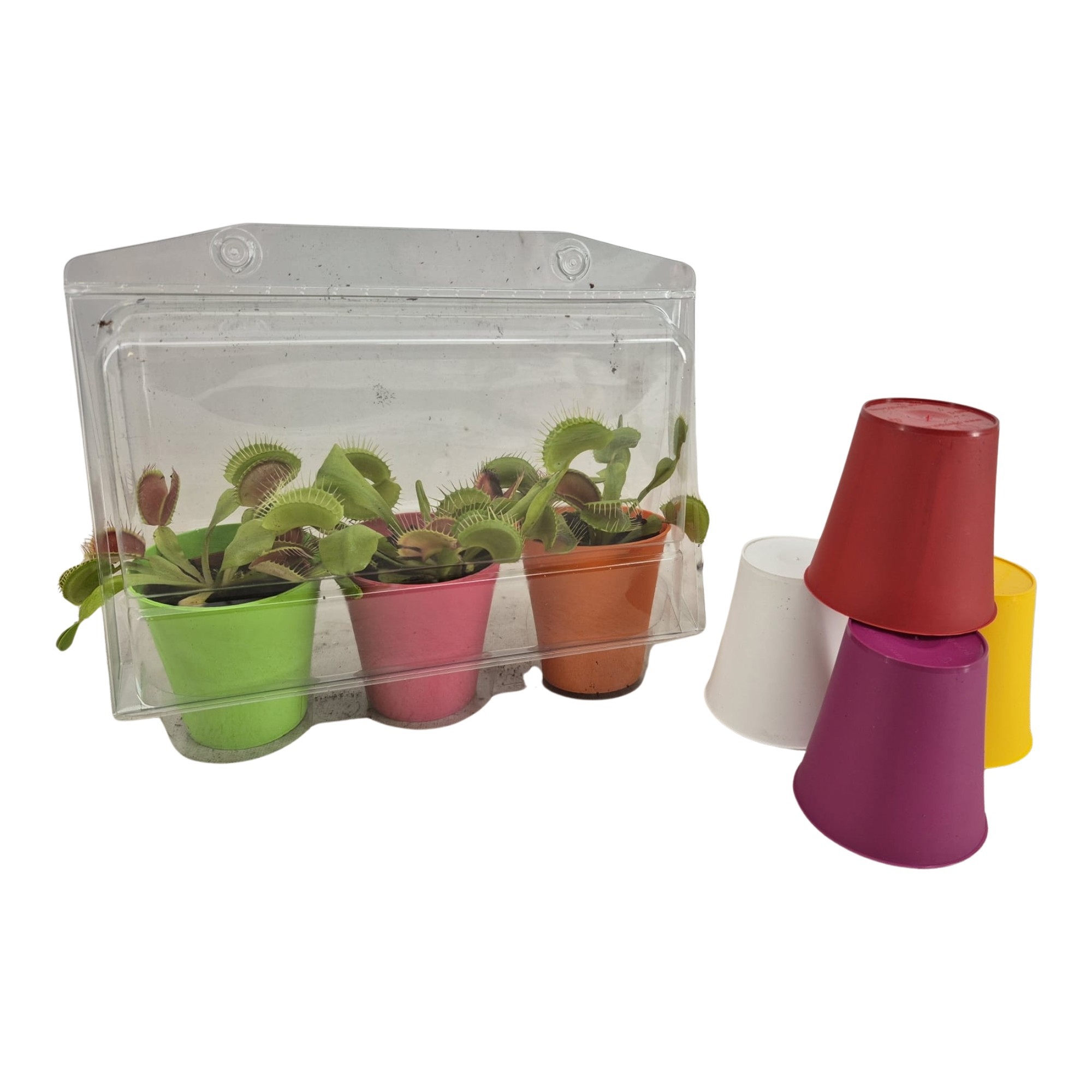 Dionaea muscipula P5.5cm in kleurige mix, D 5,5