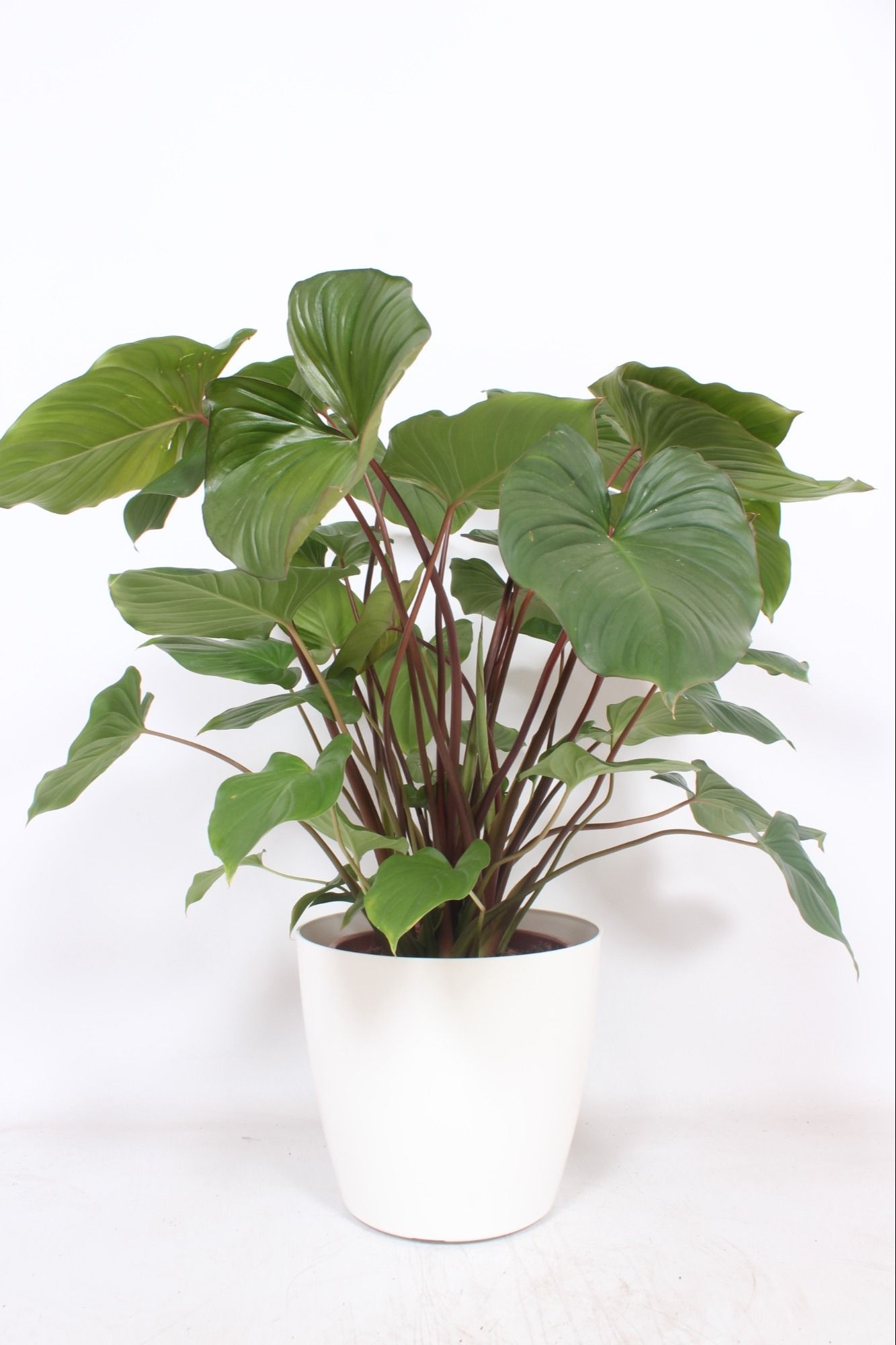 Homalomena 'Maggy' in San Remo "wit", D 30