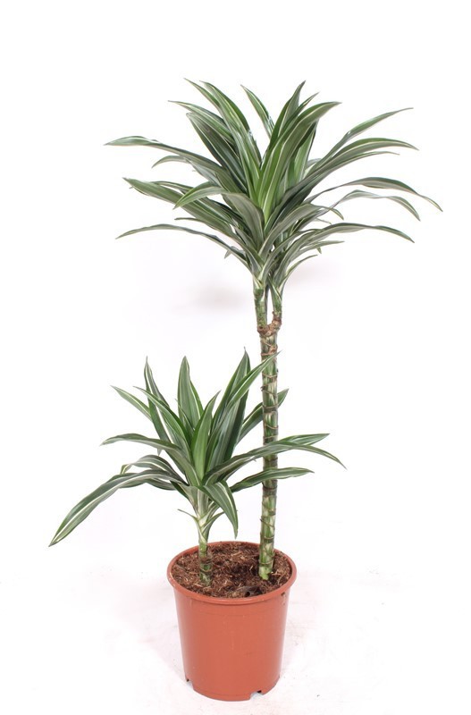 Dracaena Ulises 45-15, D 19