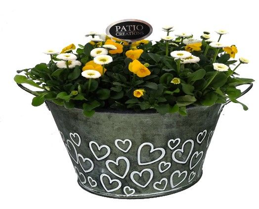 VB763-9323 Viola/Bellis Green Love zink rond, D 22