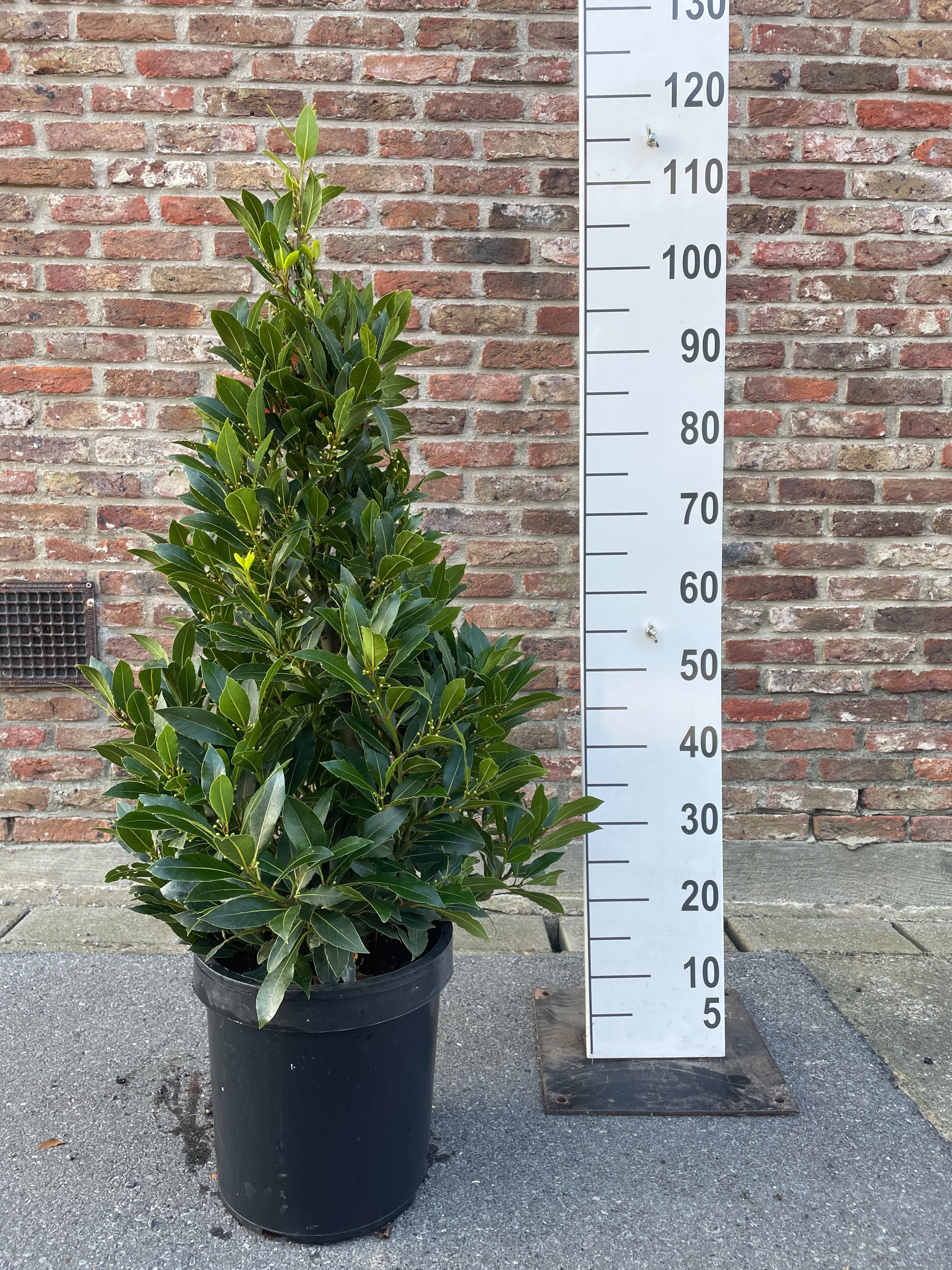 LAURUS NOBILIS PYRAMIDE 110 CM P 25, D 25