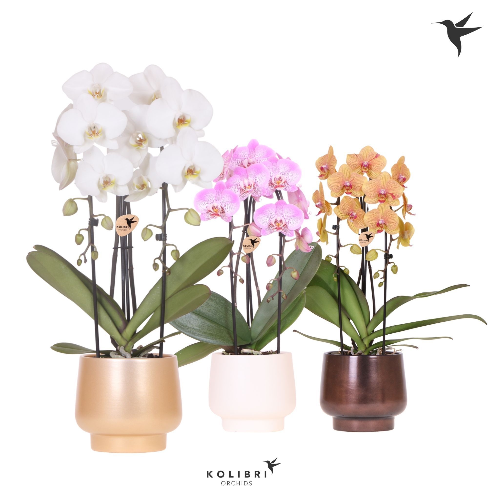 Kolibri Orchids Cascade Niagara Fall mix 2 spike in Scandic pot gold mix, D 12