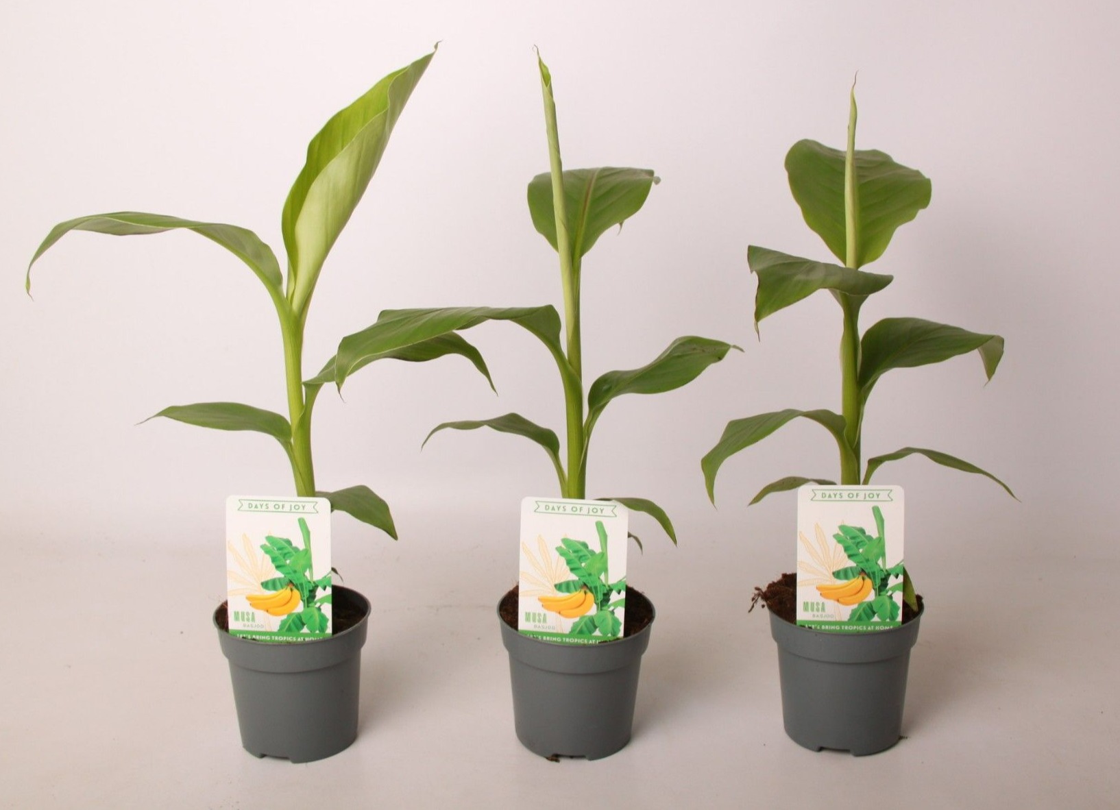 Musa Basjoo 10,5 cm, D 10,5