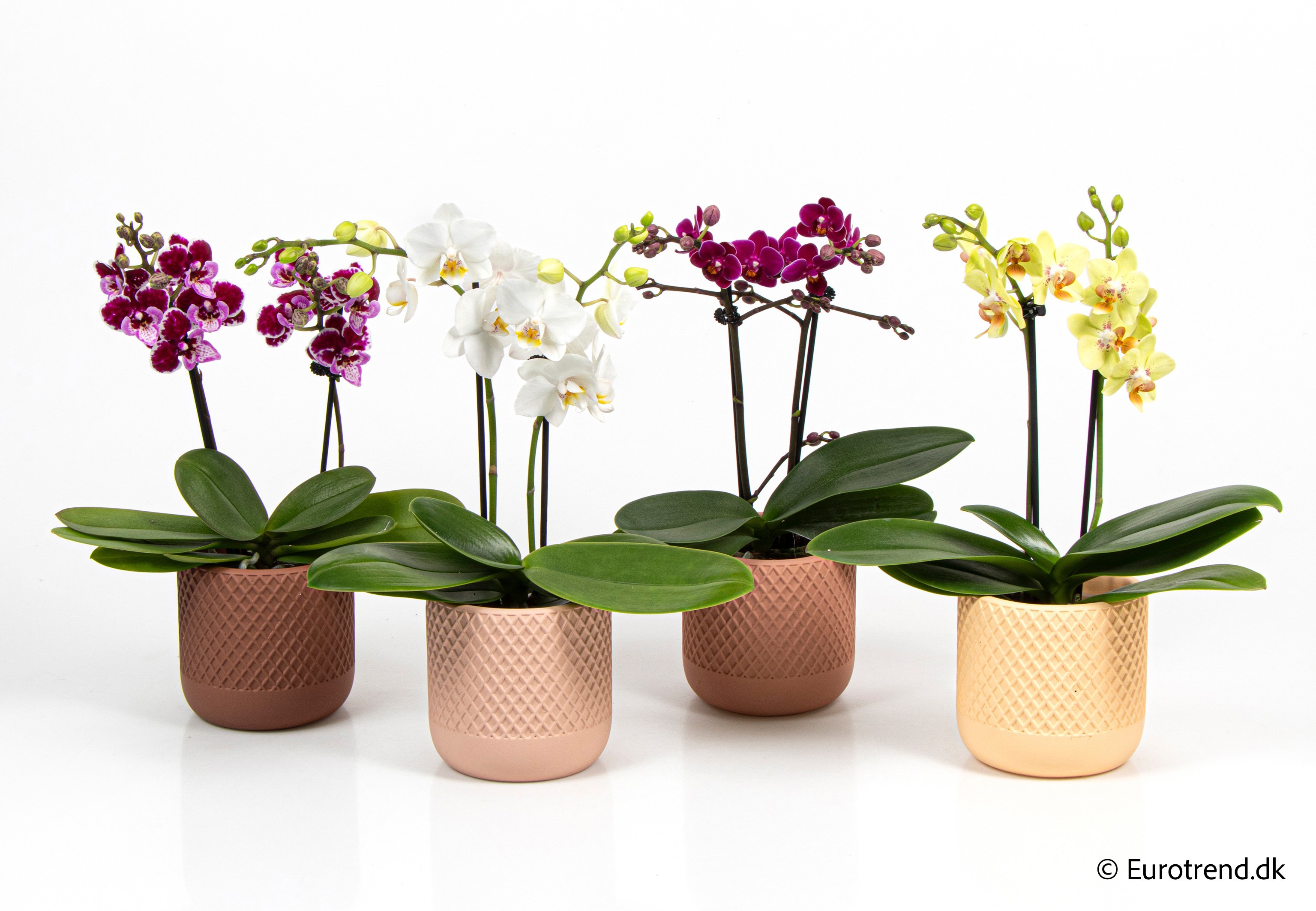 Phalaenopsis in New Look ceramic 2026, D 9