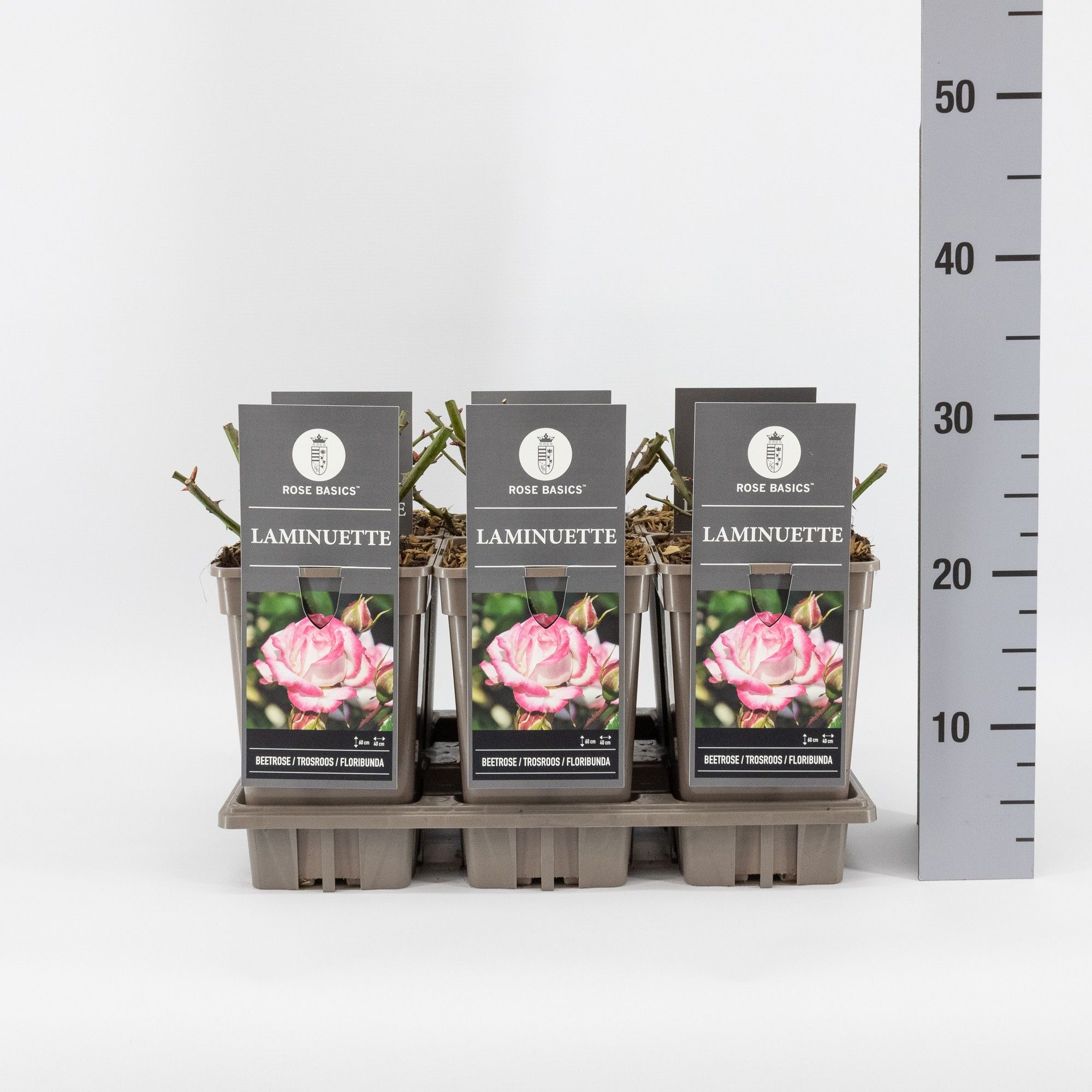 Rosa (F) Laminuette, C3, D 17