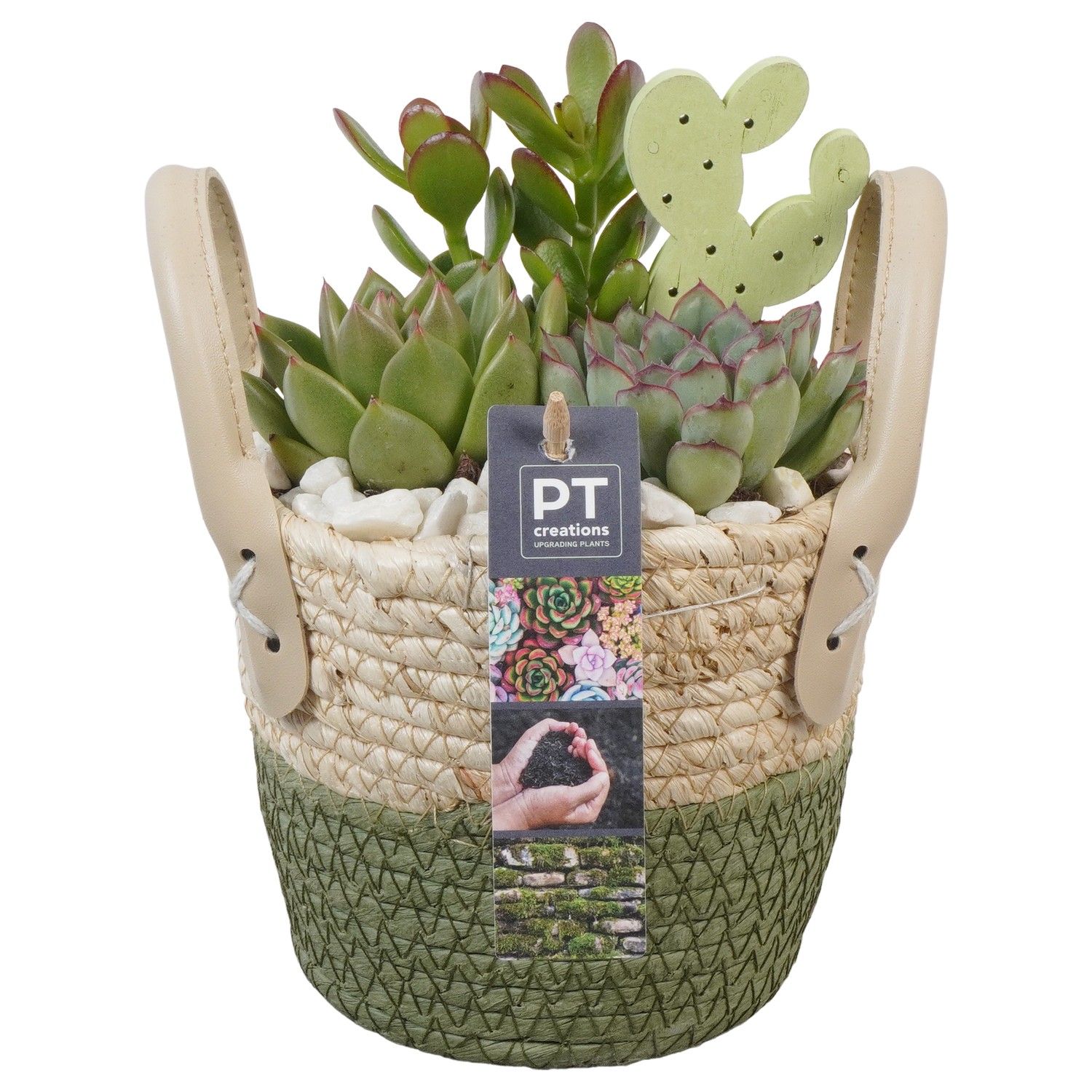 PTSU8496 Arrangement Succulenten in rieten mand, D 14