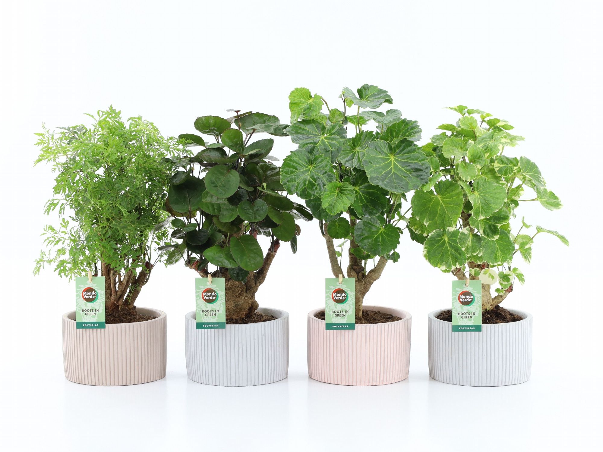 Polyscias Mix in Pastel Chance, D 15