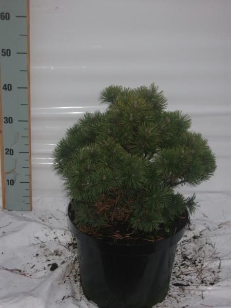 Pinus mugo Mops, D 29